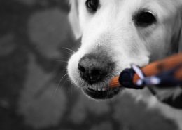 Man-und Pettrailtraining Tiersuchhunde