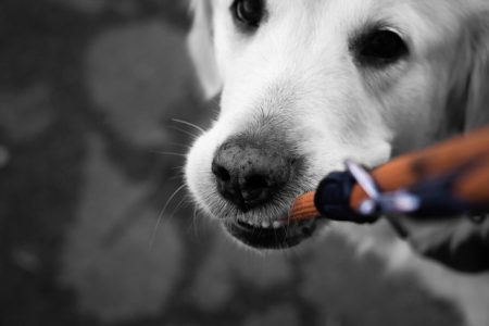 Man-und Pettrailtraining Tiersuchhunde