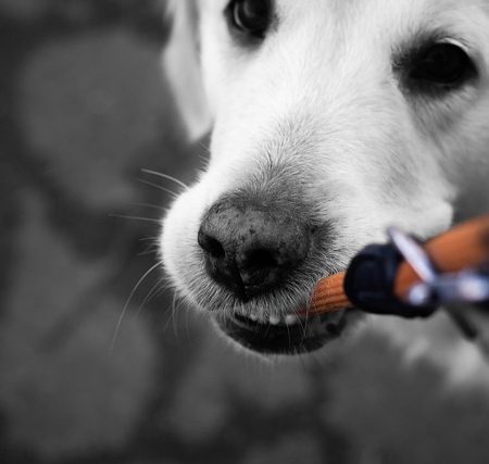 Man-und Pettrailtraining Tiersuchhunde