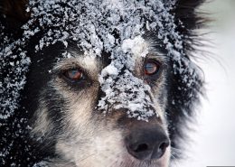 Man-und Pettrailtraining Tiersuchhunde