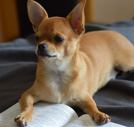 Man-und Pettrailtraining Tiersuchhunde