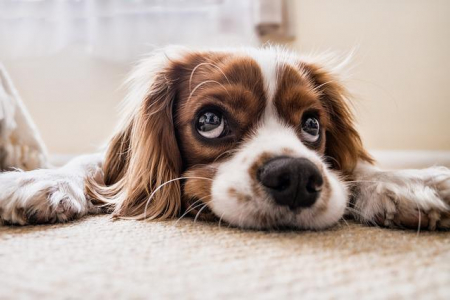 Man-und Pettrailtraining Tiersuchhunde