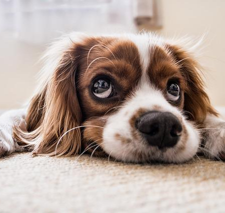 Man-und Pettrailtraining Tiersuchhunde