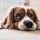 Man-und Pettrailtraining Tiersuchhunde