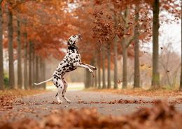 Man-und Pettrailtraining Tiersuchhunde