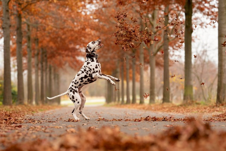 Man-und Pettrailtraining Tiersuchhunde