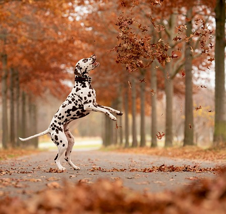 Man-und Pettrailtraining Tiersuchhunde