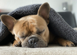 Man-und Pettrailtraining Tiersuchhunde