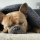 Man-und Pettrailtraining Tiersuchhunde