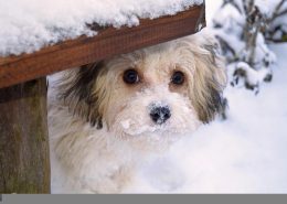 Man-und Pettrailtraining Tiersuchhunde