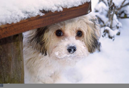 Man-und Pettrailtraining Tiersuchhunde