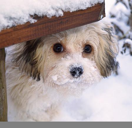 Man-und Pettrailtraining Tiersuchhunde