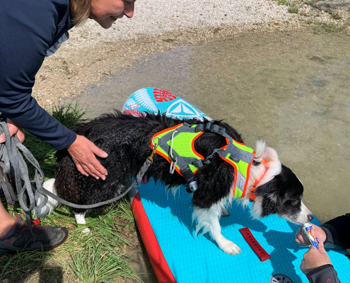 Tiersuchhunde Ausbildung im Wasser