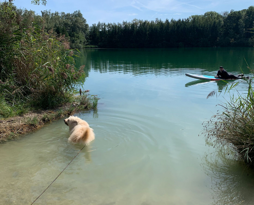 Tiersuchhunde Ausbildung im Wasser