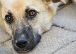 Man-und Pettrailtraining Tiersuchhunde