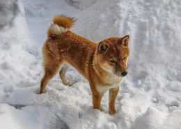 Man-und Pettrailtraining Tiersuchhunde