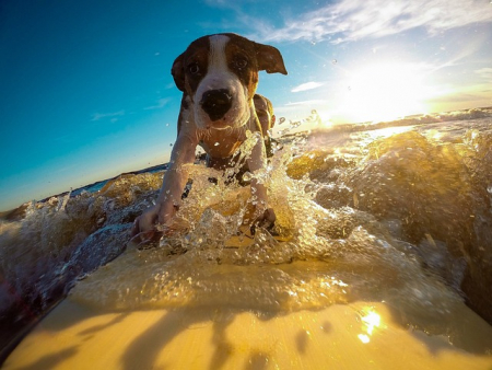 Man-und Pettrailtraining Tiersuchhunde