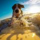 Man-und Pettrailtraining Tiersuchhunde