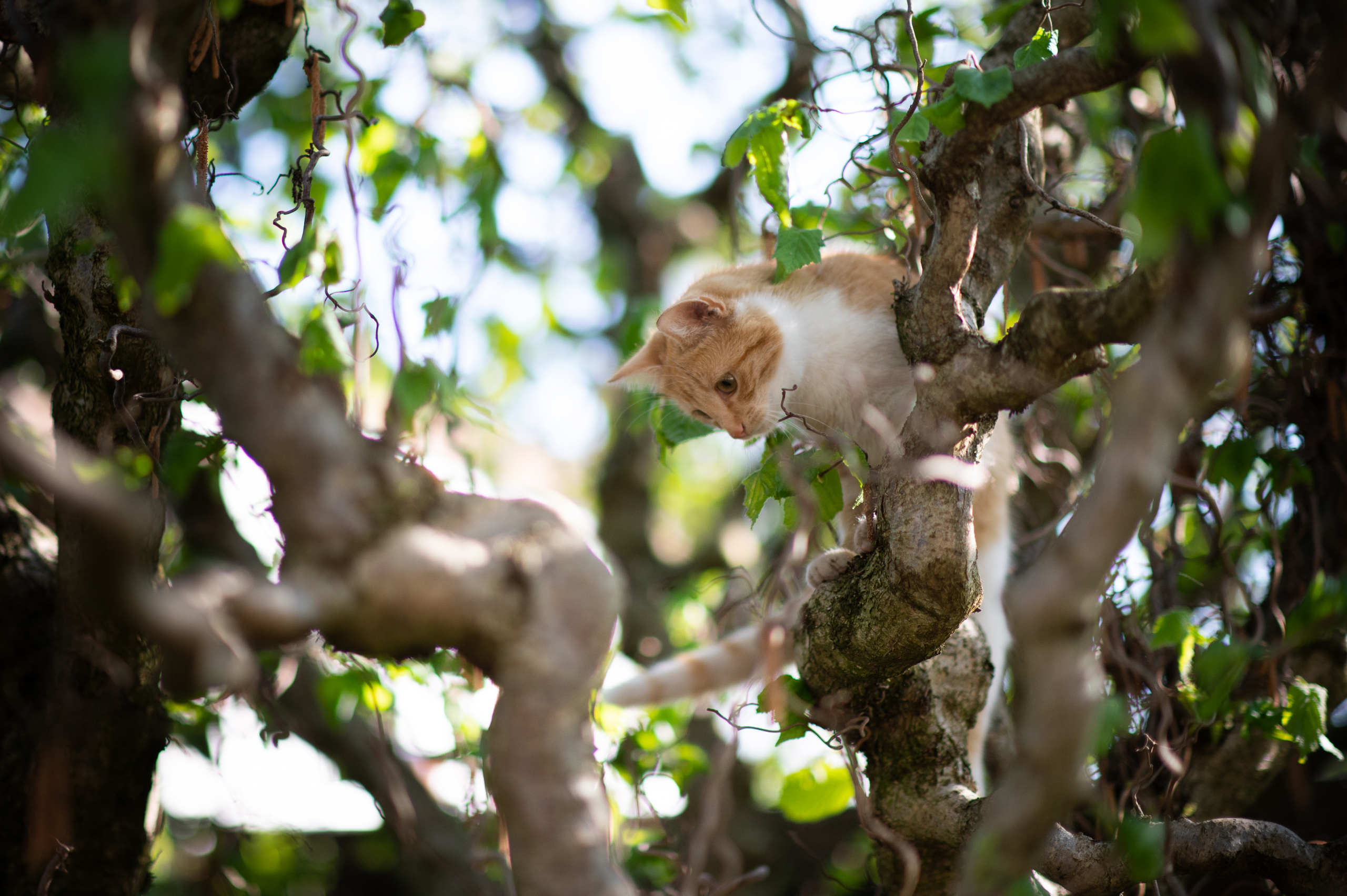 Katze entlaufen, Katze auf Baum