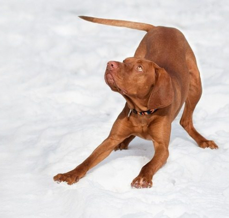 Man-und Pettrailtraining Tiersuchhunde