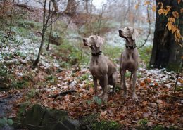 Man-und Pettrailtraining Tiersuchhunde