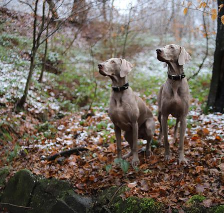 Man-und Pettrailtraining Tiersuchhunde